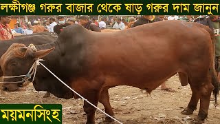 ময়মনসিংহ জেলার ঈশ্বরগঞ্জ থানার বিখ্যাত লক্ষীগঞ্জগরুর বাজার থেকে ষাড় গরুর দাম জানুন@safollo tv