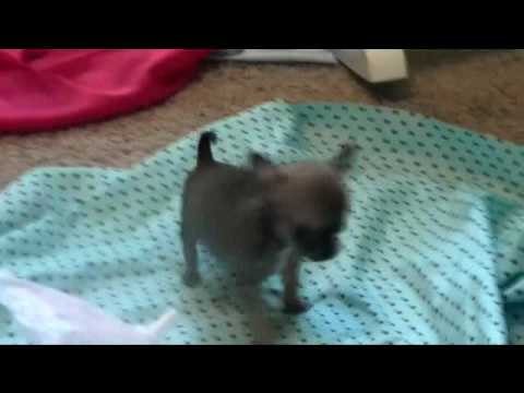 Chihuahua Micro Teacup Puppy For Sale ~ Chico at M...