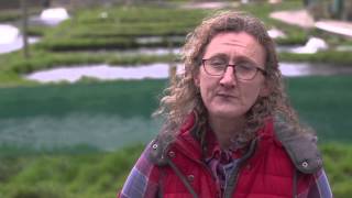 Goatsbridge Trout Farm