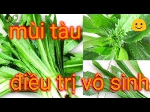 công dụng của rau mùi tàu.