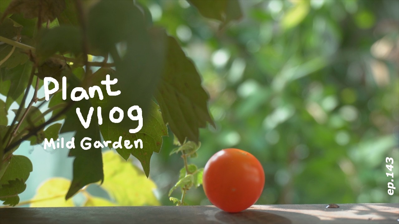 [Plant Vlog] 마이 프레셔스 토마토 시식회 🍅입추가 오다! ep143