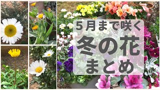 【ガーデニング】春に向けて咲き続ける花いっぱいの２月