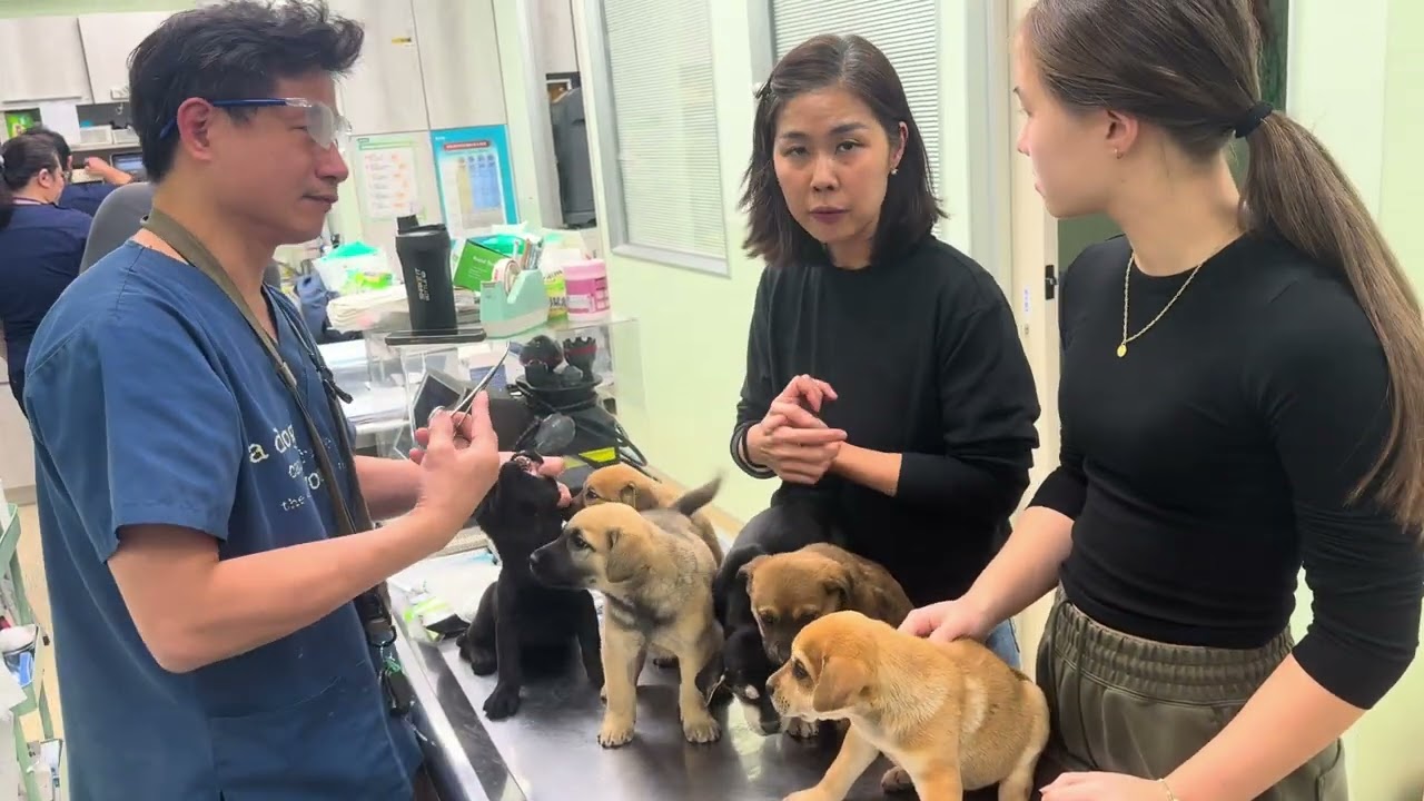 Mary’s Doggies - Jo Jomi Joma Jomia Jome Jomo Vet Checkup