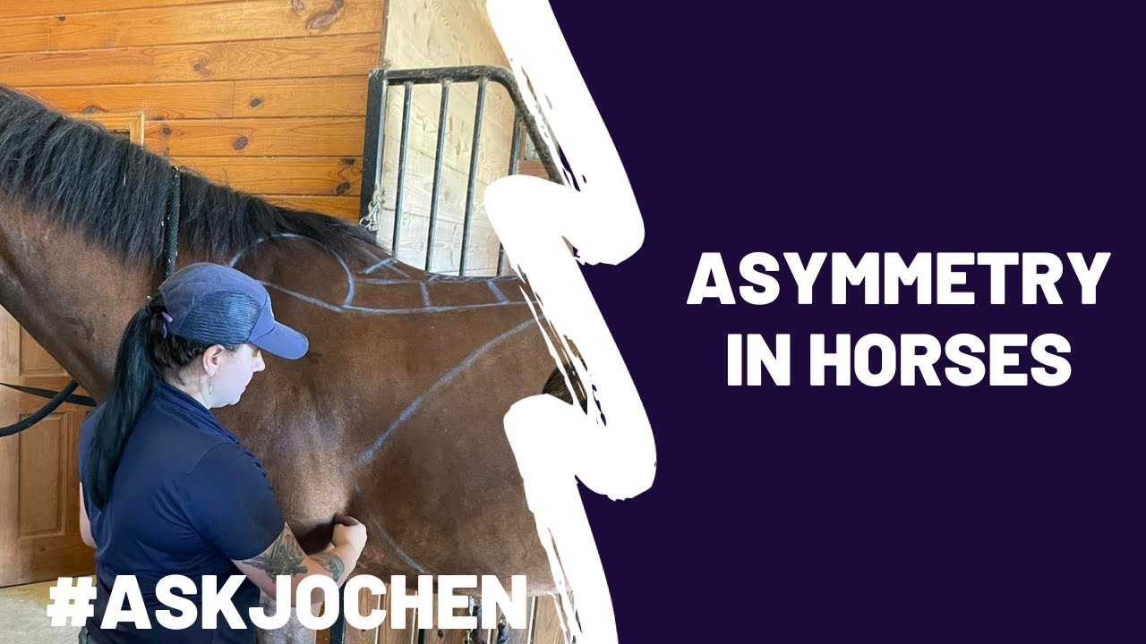 Equine Asymmetry | #ASKJochen | Livestream Q&A Excerpt - YouTube