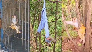 Stupid monkeys get themselves stuck and scream for help