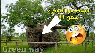 صور اغرب الاشجار فى العالم اماكنها واعمارها || The strangest trees in the world