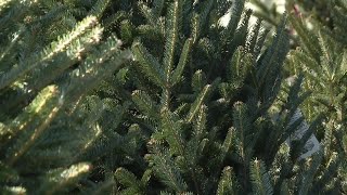 Here's some Christmas tree safety tips so you can keep safe this holiday season