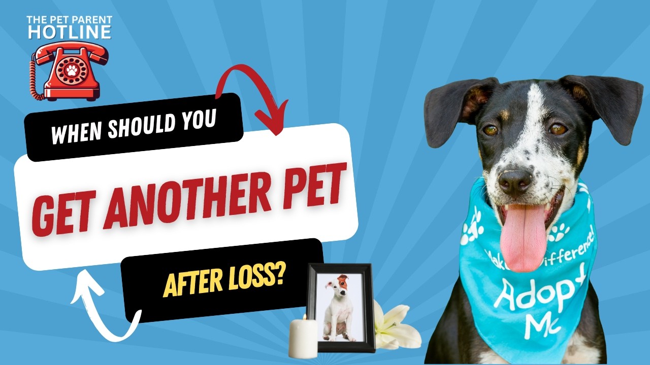 When to Get Another Pet After Loss And When Not To