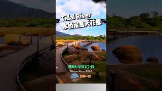 Tidal River 木桥治愈天花板 #澳洲 #澳洲旅行 #威尔逊岬 #WilsonsProm #澳洲奇观 #自然景观 #澳洲国家公园 #澳洲生活 #旅行 Vlog #治愈系风景 #海外生活