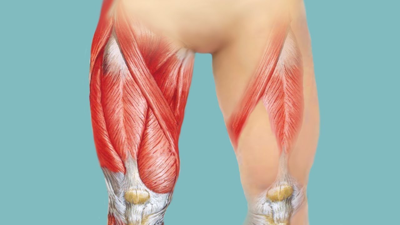 Лечение частичного разрыва мышц. Квадрицепс анатомия. Четырехглавая мышца бедра отрыв. Растяжение четырехглавой мышцы бедра. Повреждение четырехглавой мышцы бедра.
