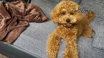 ふてくされる Youtube