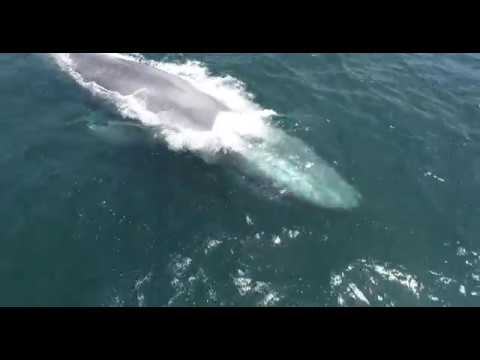 camera iphone 8 plus apk blue whale mile from Point Dume
