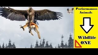 The Golden Eagle – Unbelievable Attacks vs Warthog, Deer, Marmot, and Fox