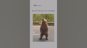 Hit Em with the Bear Shuffle 🐻 #funny #funnyanimals #shorts #viralvideo #bears #lol