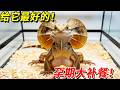 這就是“蜥中貴族”的待遇！燕窩阿膠配蟑螂，給懷孕傘蜥做頓大補餐，兄弟們看看這配方值不值？#搞笑 #搞笑视频 #pets #大熱門 #animals
