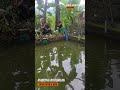 borong kolam ikan patin kecil