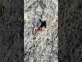 Brave women mountain climbing..