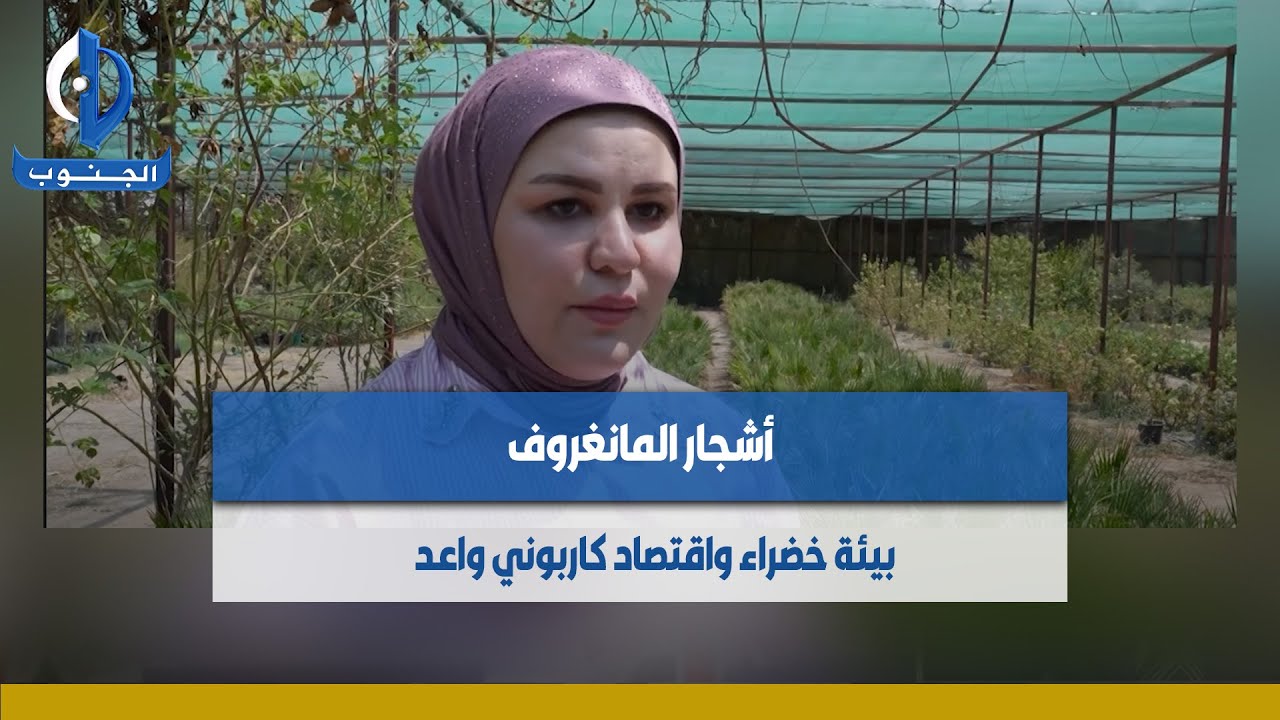 أشجار المانغروف.. بيئة خضراء واقتصاد كاربوني واعد  تقرير : علي حسن #البصرة