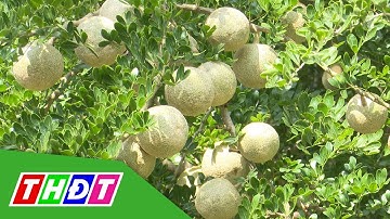 Mùa trái quách ở Hồng Ngự | THDT