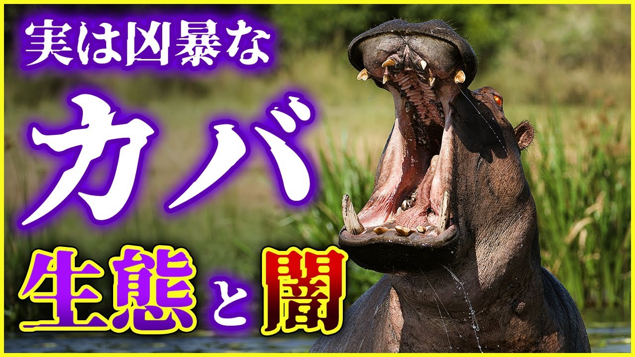 【ゆっくり解説】サメよりも多くの人命を奪っている!?実は狂暴な「カバ」の生態と闇を解説/カバの母乳はピンク色？コロンビアでカバが大繁殖した理由 ...