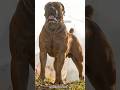 Boerboel The South African Mastiff
