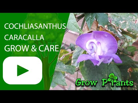 Vidéo: Snail Vine Care - Informations sur la culture de Vigna Caracalla Snail Vine