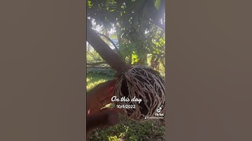 Lychee airlayer #airlayering