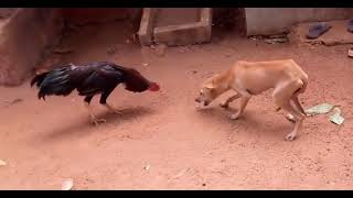 Rooster VS Dog Fight