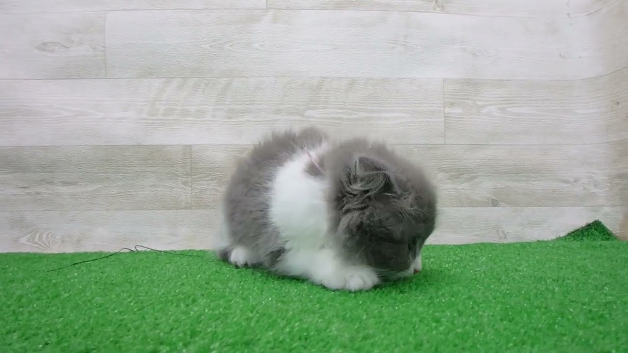 スコティッシュフォールドの子猫（メス♀） 中野サンモール店｜ペット