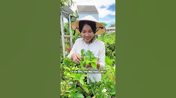 Mận trồng chậu dễ trái, dễ chăm P.2 #hoanglonggarden #sanphamhlg #caytrongchau #cayantrai