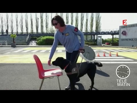 Faune Chien Guide Daveugle