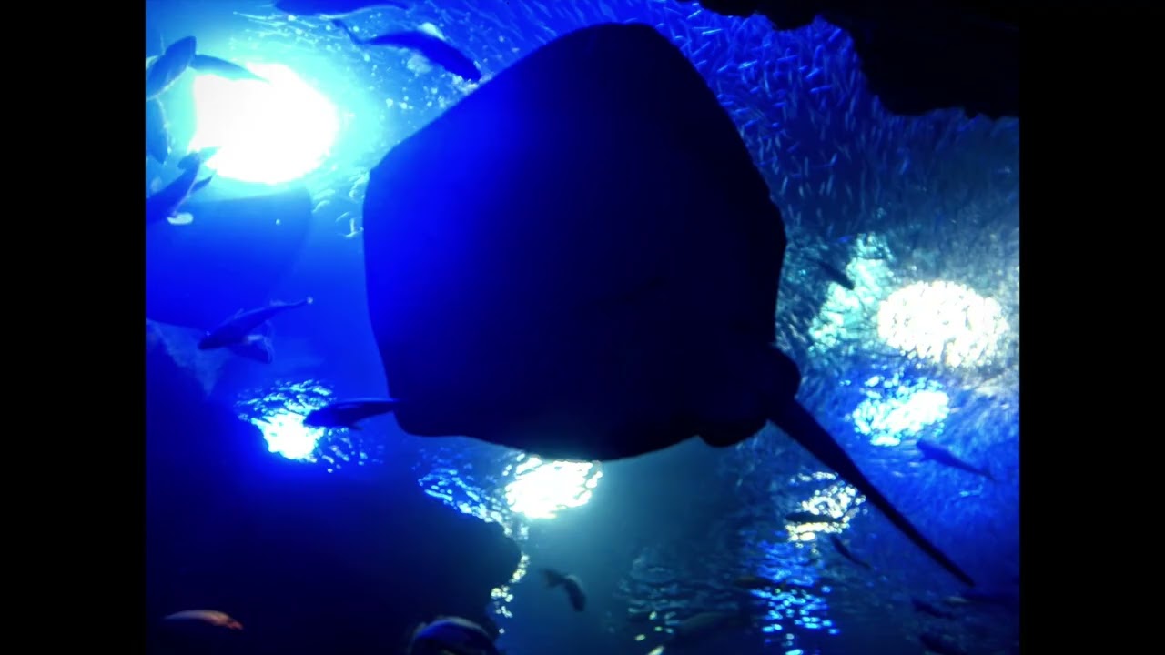 まっさかさまズ Live at Niagara Falls