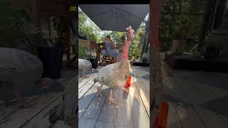 My Friend Cozycebinmom