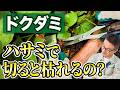 【ドクダミ】実際にドクダミを根元で切って経過観察してみました。