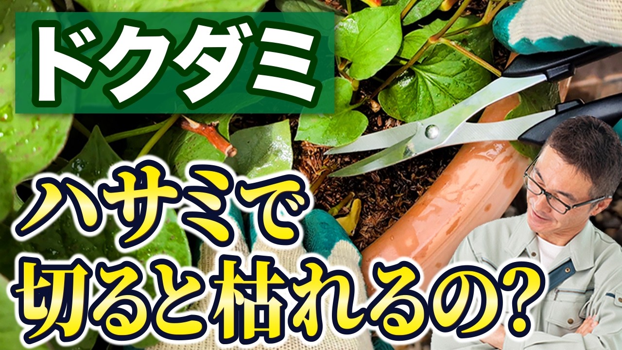 【ドクダミ】実際にドクダミを根元で切って経過観察してみました。