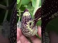 🦆 Amazing Duck Flower Plant Facts | Aristolochia Ringens Uses & Benefits