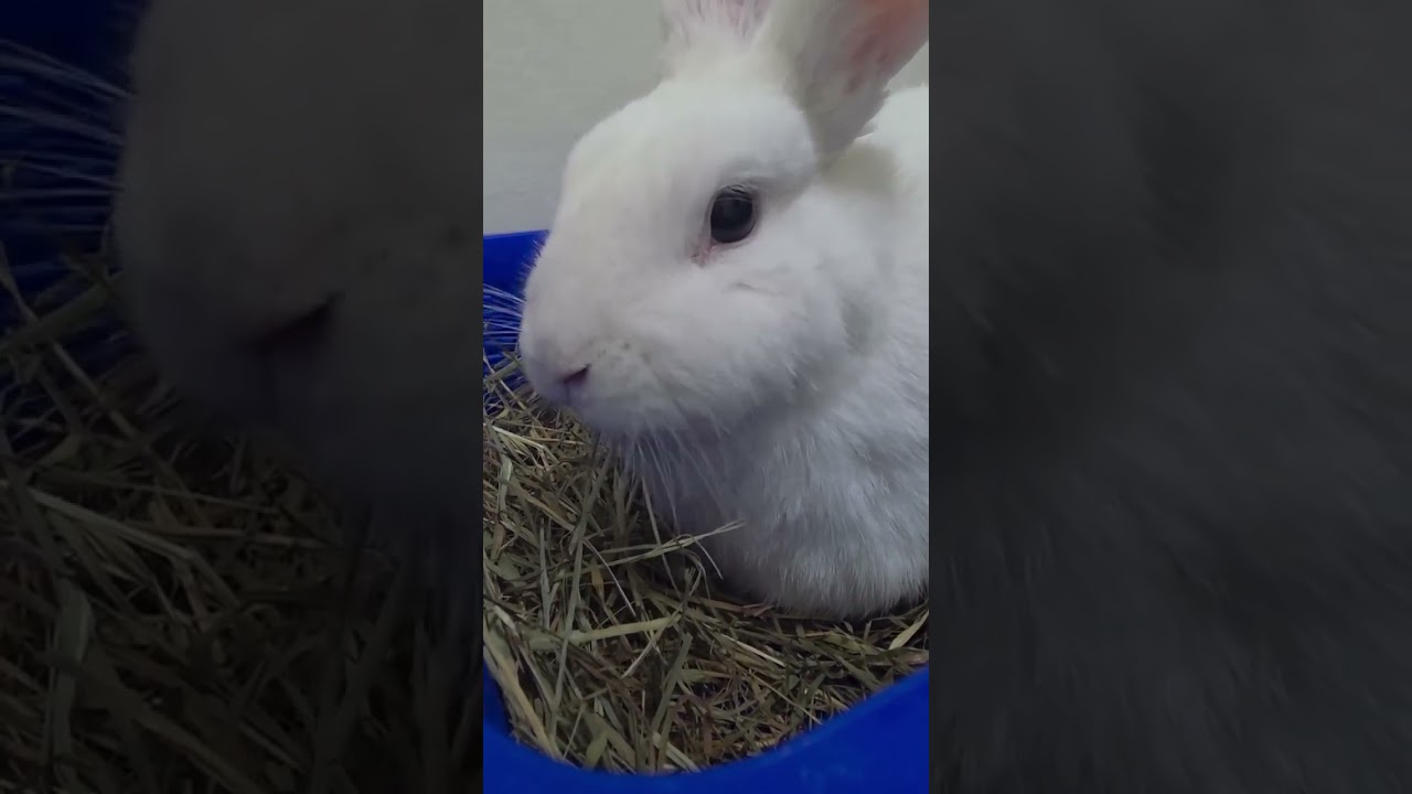 【開放認養】何仙姑 縮圖