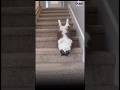 What are these cats doing on the stairs? #shorts