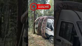Giant python snake attack car.#short
