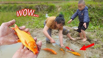 Tìm bắt nhiều cá chép vàng to ở vũng nước cạn #cávàng #bắtcávàng