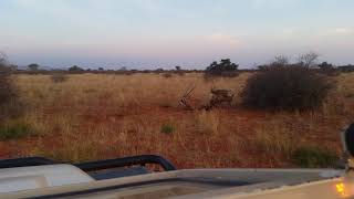 African Wild Dogs hunting Oryx and Killing it!