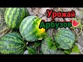 Собираем урожай Арбузов