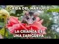 CAÍDA DEL MARSUPIO: LA CRIANZA DE UNA ZARIGÜEYA | SEGUNDA PARTE | ABRIL MARA