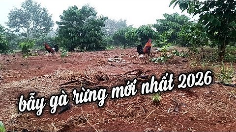 Bẫy gà rừng Daklak mới nhất 2026 .bán gà mồi gà rừng rặc 0981.519.719