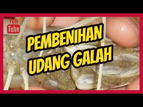 Cara Pembenihan Udang Galah, dari menentukan Induk Udang Galah sampai menetaskan telur udang galah