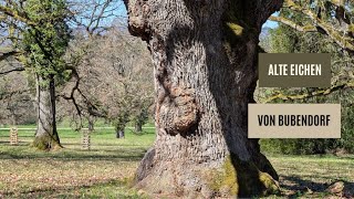 4.8 Kraftort Bubendorf: Unter den alten Eichen von Wildenstein