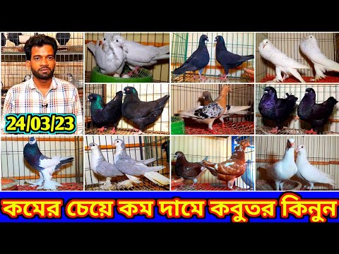 কমের চেয়ে অনেক কম দামে কবুতর কিনুন | টপ কোয়ালিটি ফেন্সি কবুতর বিক্রি হবে