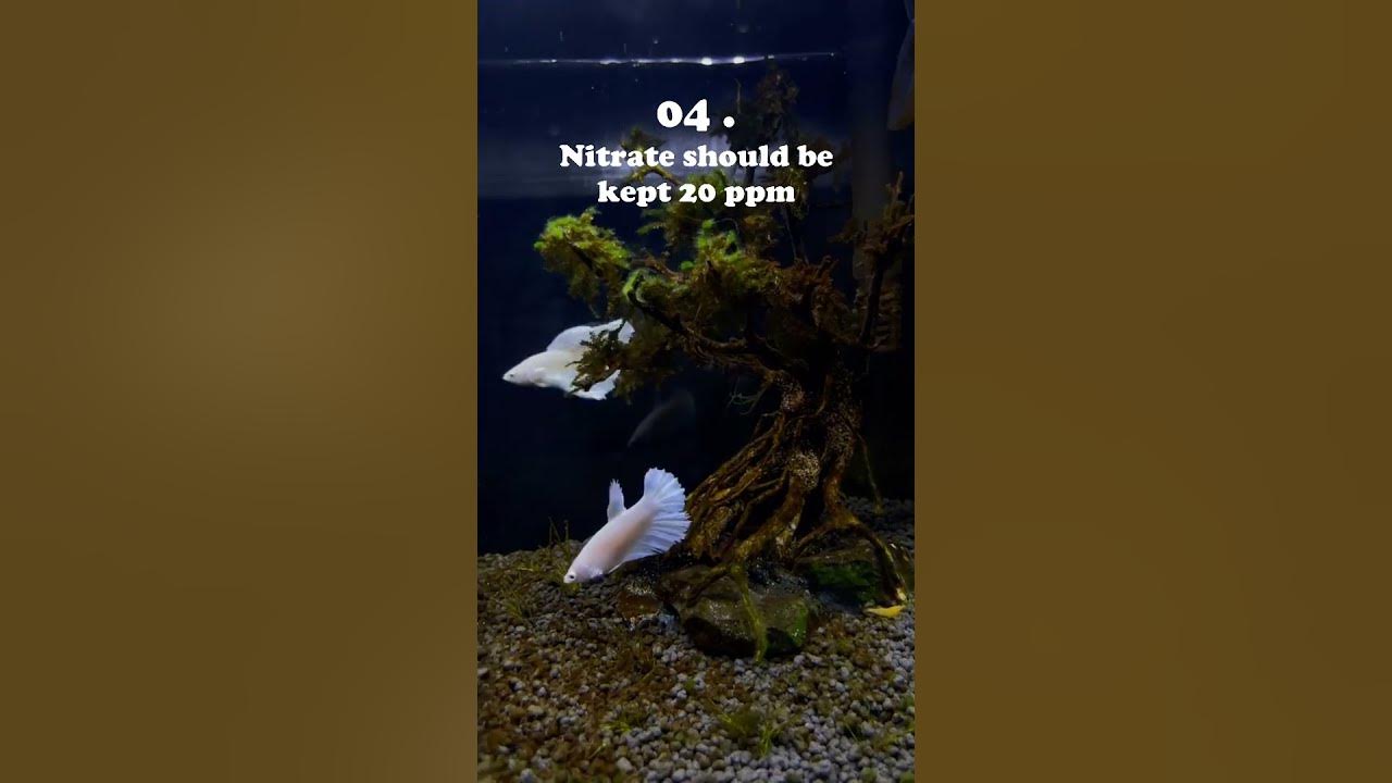 6 Water Parameters For Betta Fish || CAM || Imported Aquarium Fish ...