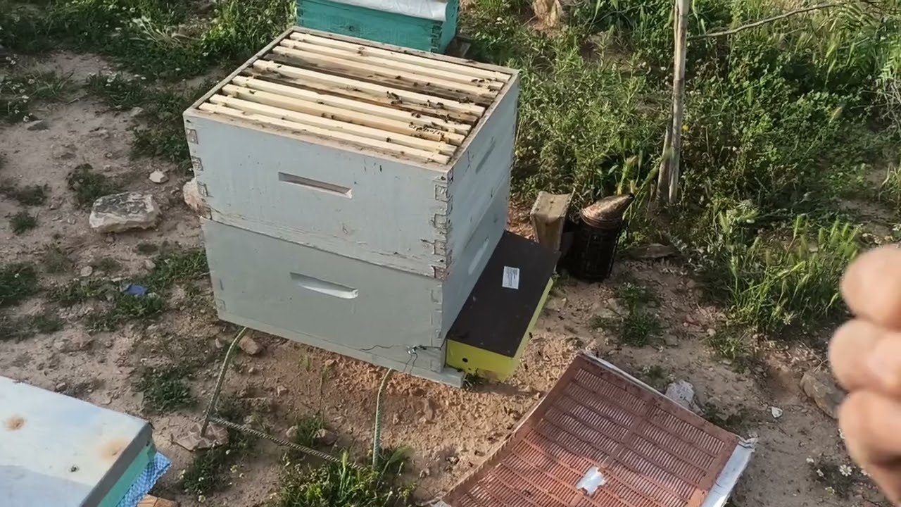 الحاجز الملكي متى يوضع و متى ينزع و كيف نتصرف مع خلايا قبل وبعد وضع الحاجز