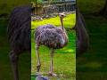 Do You Know The Bird From Which The Leather Is Obtained Ytreels Shortvideo Ytshorts Do You Know The Bird From Which The Leather Is Obtained Ytreels Shortvideo Ytshorts